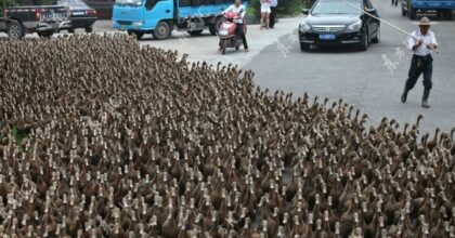 ducks-road-china-0