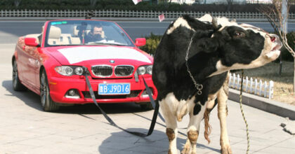 bmw-cow-china-1